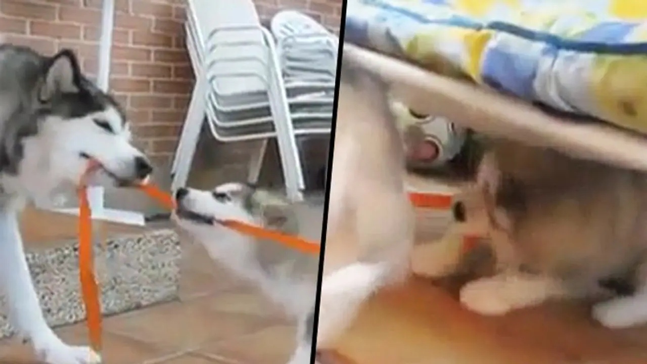 Puppies team effort to win against dad doggo in tug of war will make your day Puppies team effort to win against dad doggo in tug of war will make your day