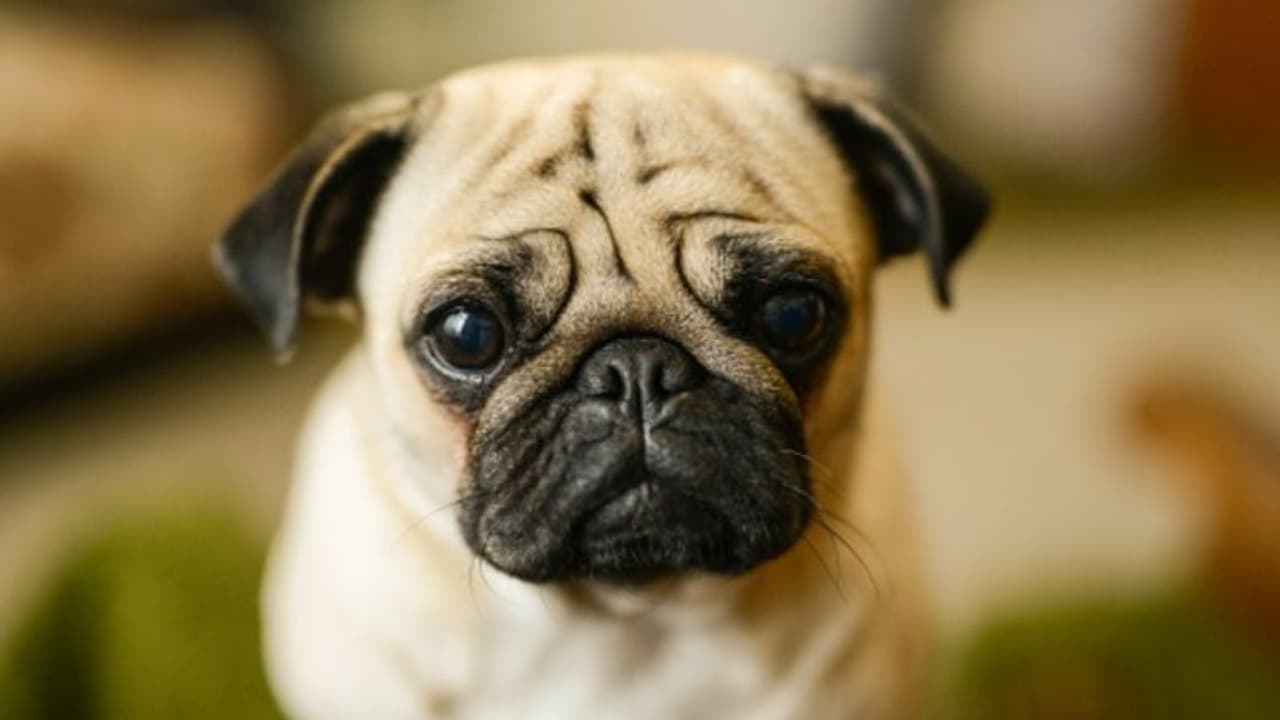 മോഷണം പോയ നായയുടെ ഫോട്ടോ ഫേസ്ബുക്കിൽ, കയ്യോടെ പൊക്കി പൊലീസ്