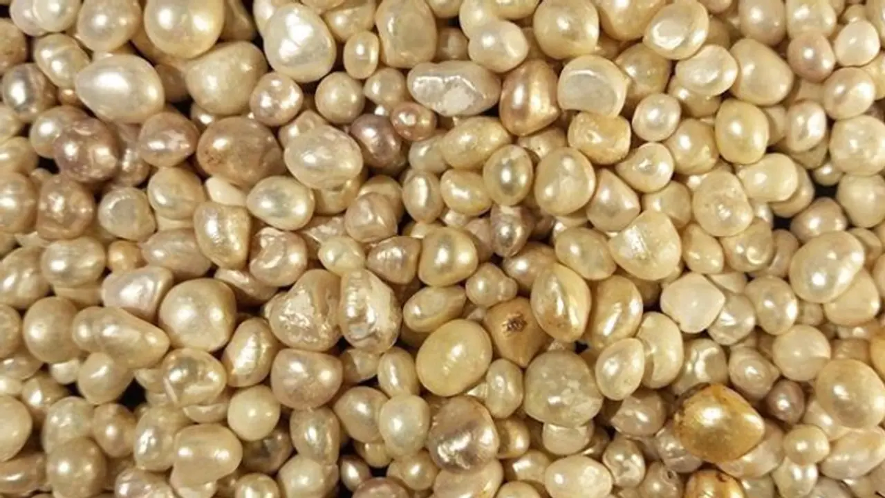 Pearl Treasure valued at over 100 Million US$ has been documented Pearl Treasure valued at over 100 Million US$ has been documented