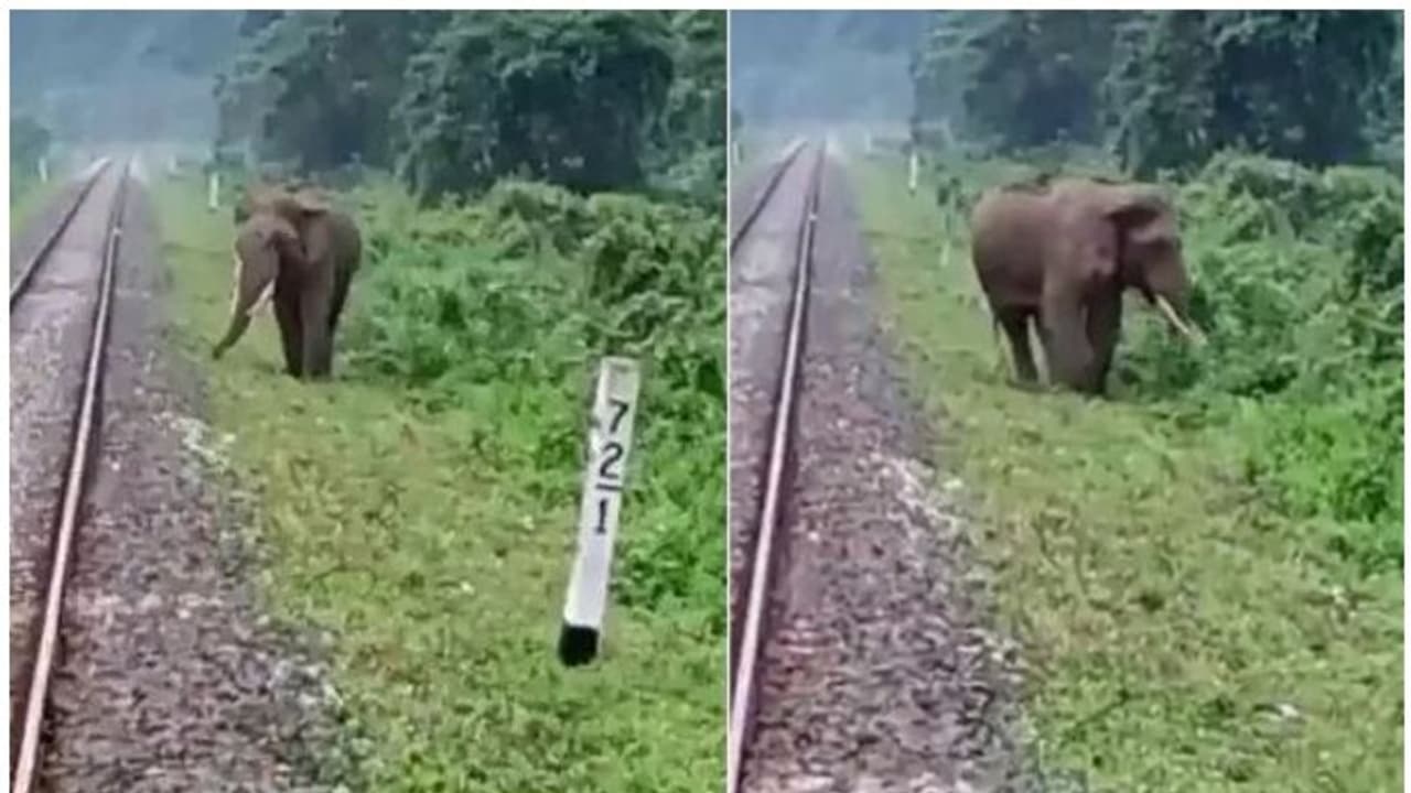 പാളത്തിന് സമീപം കാട്ടാന, ഇത് കണ്ട് ലോക്കോ പൈലറ്റ് ചെയ്തത്... പാളത്തിന് സമീപം കാട്ടാന, ഇത് കണ്ട് ലോക്കോ പൈലറ്റ് ചെയ്തത്...