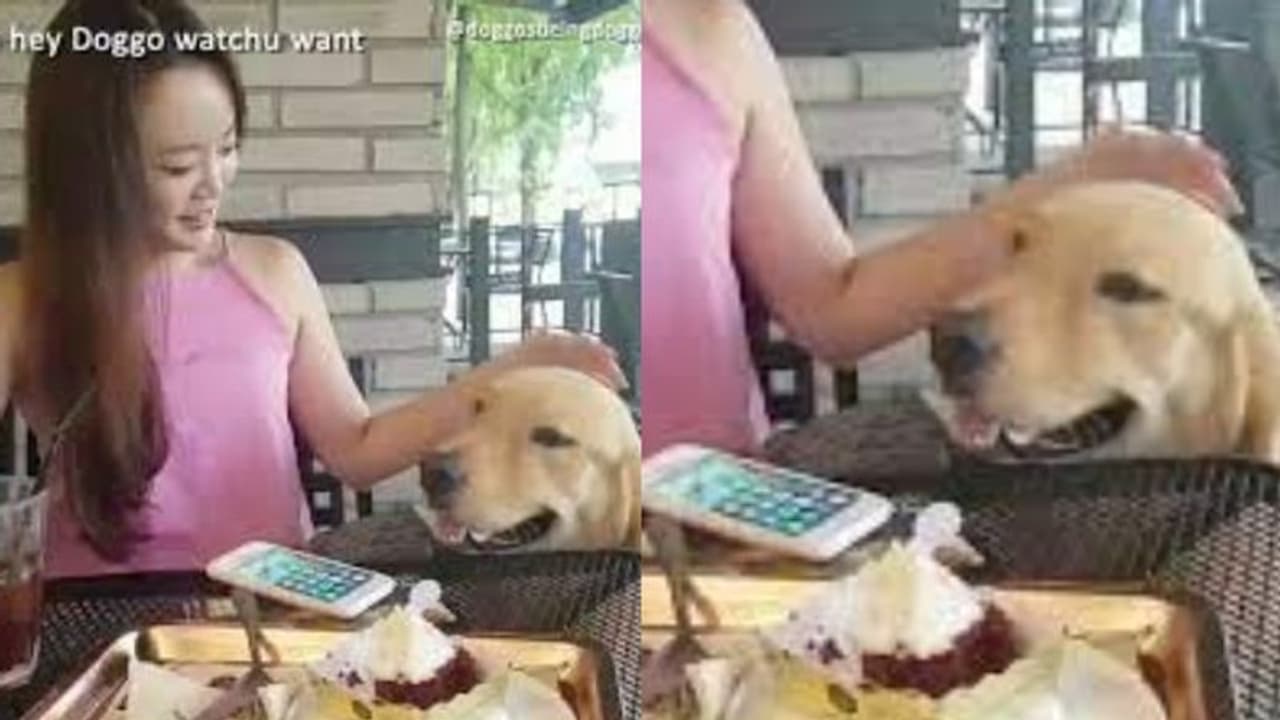 യുവതിയുടെ ശ്രദ്ധതിരിച്ച്, കേക്ക് അടിച്ചുമാറ്റുന്ന നായ; രസകരമായ വീഡിയോ യുവതിയുടെ ശ്രദ്ധതിരിച്ച്, കേക്ക് അടിച്ചുമാറ്റുന്ന നായ; രസകരമായ വീഡിയോ