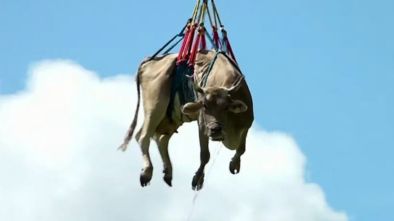 6400 അടി ഉയരത്തിലുള്ള മലനിരകളിൽ തീറ്റ തേടിപ്പോയി, പശുക്കളുടെ മടക്കയാത്ര ഹെലികോപ്ടറിൽ 6400 അടി ഉയരത്തിലുള്ള മലനിരകളിൽ തീറ്റ തേടിപ്പോയി, പശുക്കളുടെ മടക്കയാത്ര ഹെലികോപ്ടറിൽ