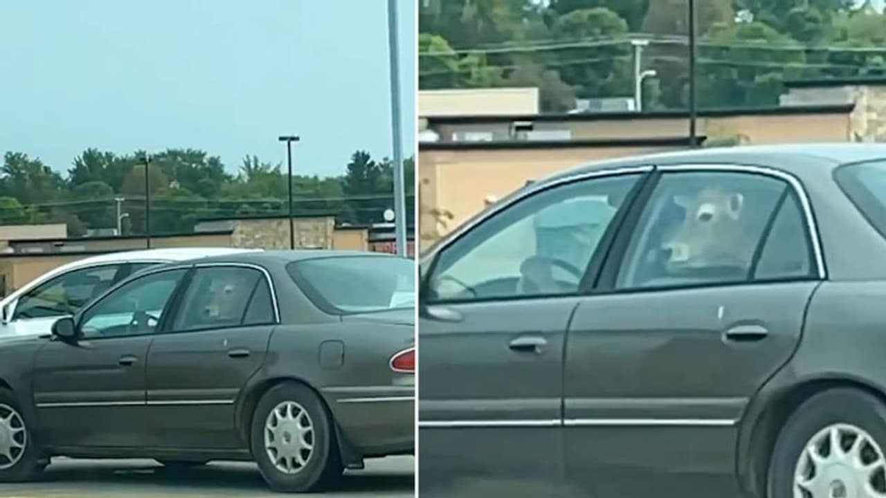 Woman finds cow in backseat of a car in Wisconsin; leaves internet in splits