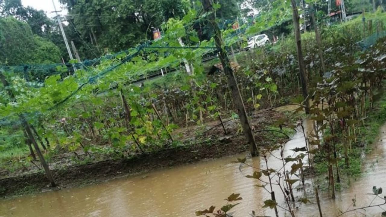 കനത്ത മഴയിൽ അപ്പർകുട്ടനാട്ടിലെ പച്ചക്കറി കൃഷികൾ നശിക്കുന്നു, ആശങ്കയിൽ കർഷകർ കനത്ത മഴയിൽ അപ്പർകുട്ടനാട്ടിലെ പച്ചക്കറി കൃഷികൾ നശിക്കുന്നു, ആശങ്കയിൽ കർഷകർ