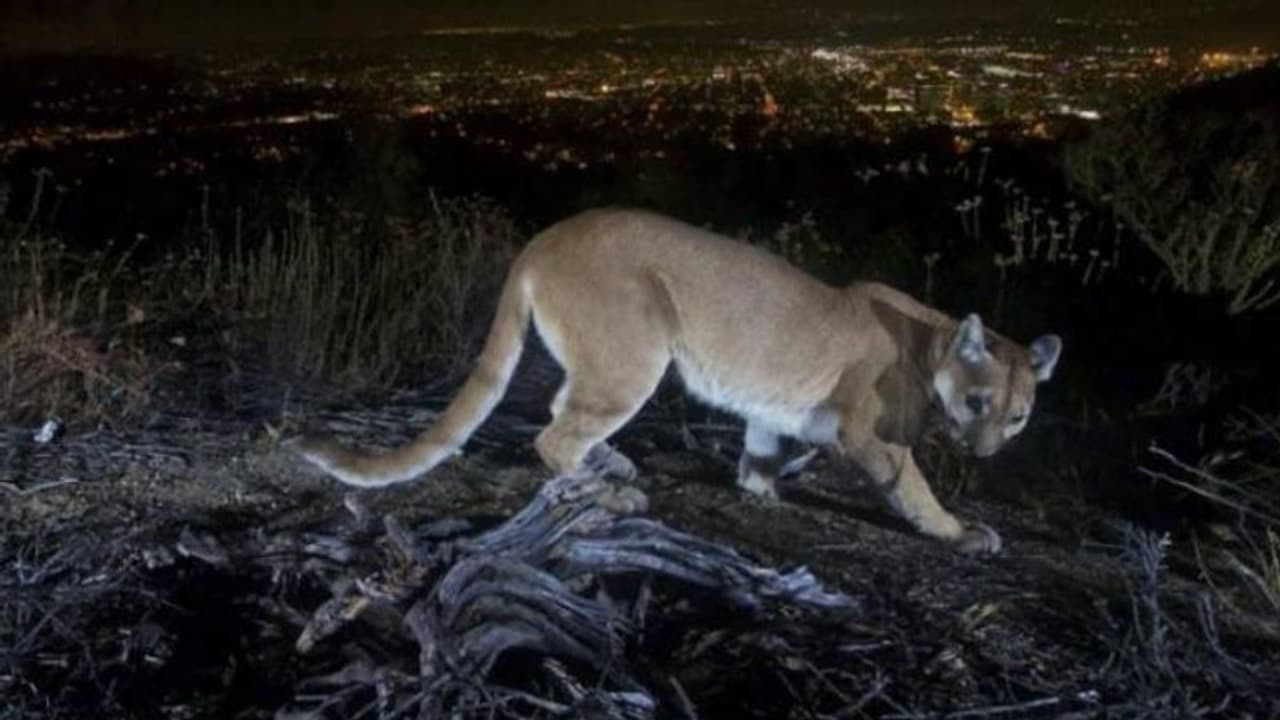 പർവതസിംഹത്തിൽ നിന്നും മകനെ രക്ഷിച്ച് അമ്മ, ധീരനായികയായി സ്ത്രീ, വാനോളം പുകഴ്ത്തി നാട്ടുകാരും ഉദ്യോഗസ്ഥരും പർവതസിംഹത്തിൽ നിന്നും മകനെ രക്ഷിച്ച് അമ്മ, ധീരനായികയായി സ്ത്രീ, വാനോളം പുകഴ്ത്തി നാട്ടുകാരും ഉദ്യോഗസ്ഥരും