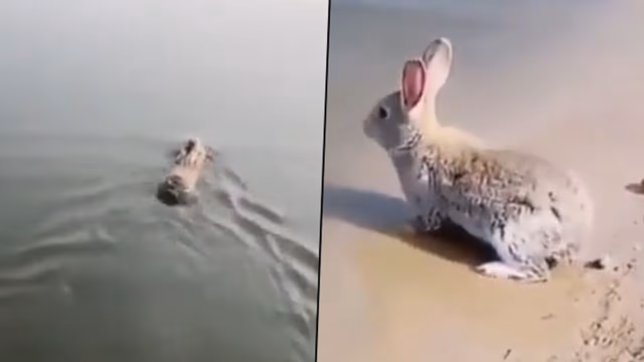 Can Rabbits swim? Watch this rare footage and be amuse Can Rabbits swim? Watch this rare footage and be amuse