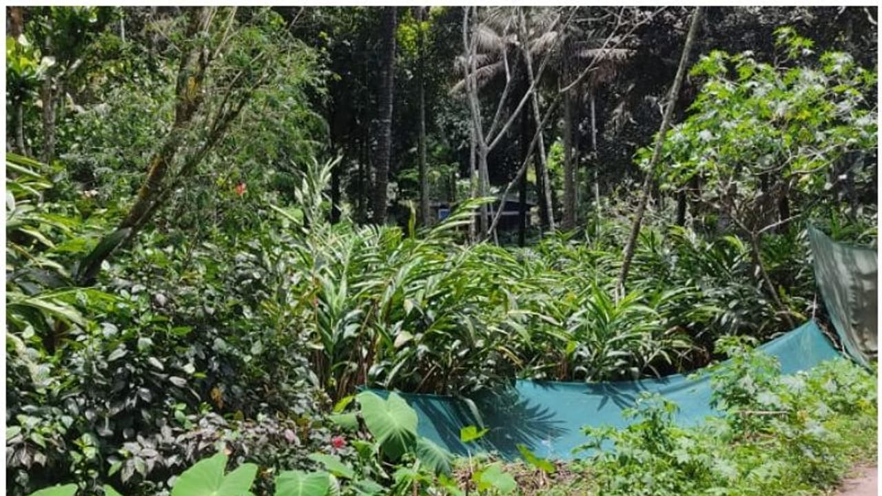 ഏലത്തോട്ടങ്ങളില് ബാലവേലയെന്ന് ആരോപണം; പരിശോധനകളുമായി ജില്ലാ ഭരണകൂടം ഏലത്തോട്ടങ്ങളില് ബാലവേലയെന്ന് ആരോപണം; പരിശോധനകളുമായി ജില്ലാ ഭരണകൂടം