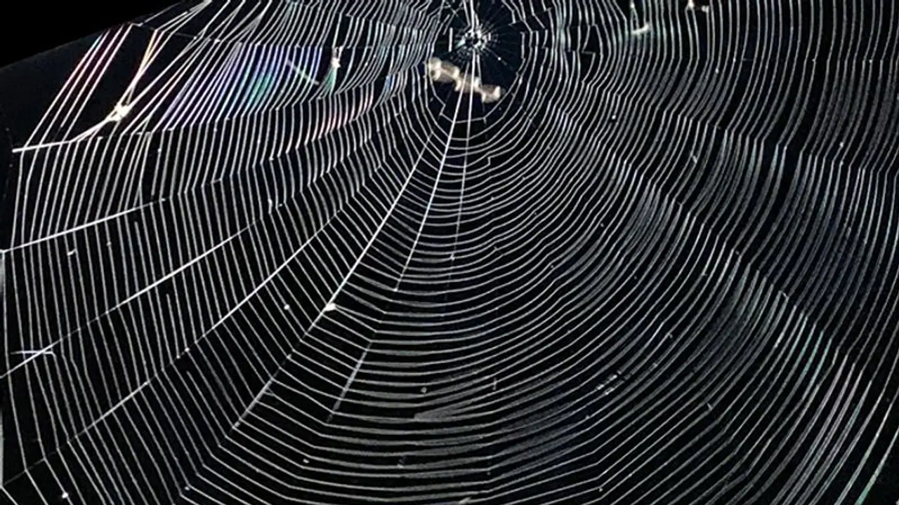 Watch spider building its web; phenomenal video goes viral Watch spider building its web; phenomenal video goes viral