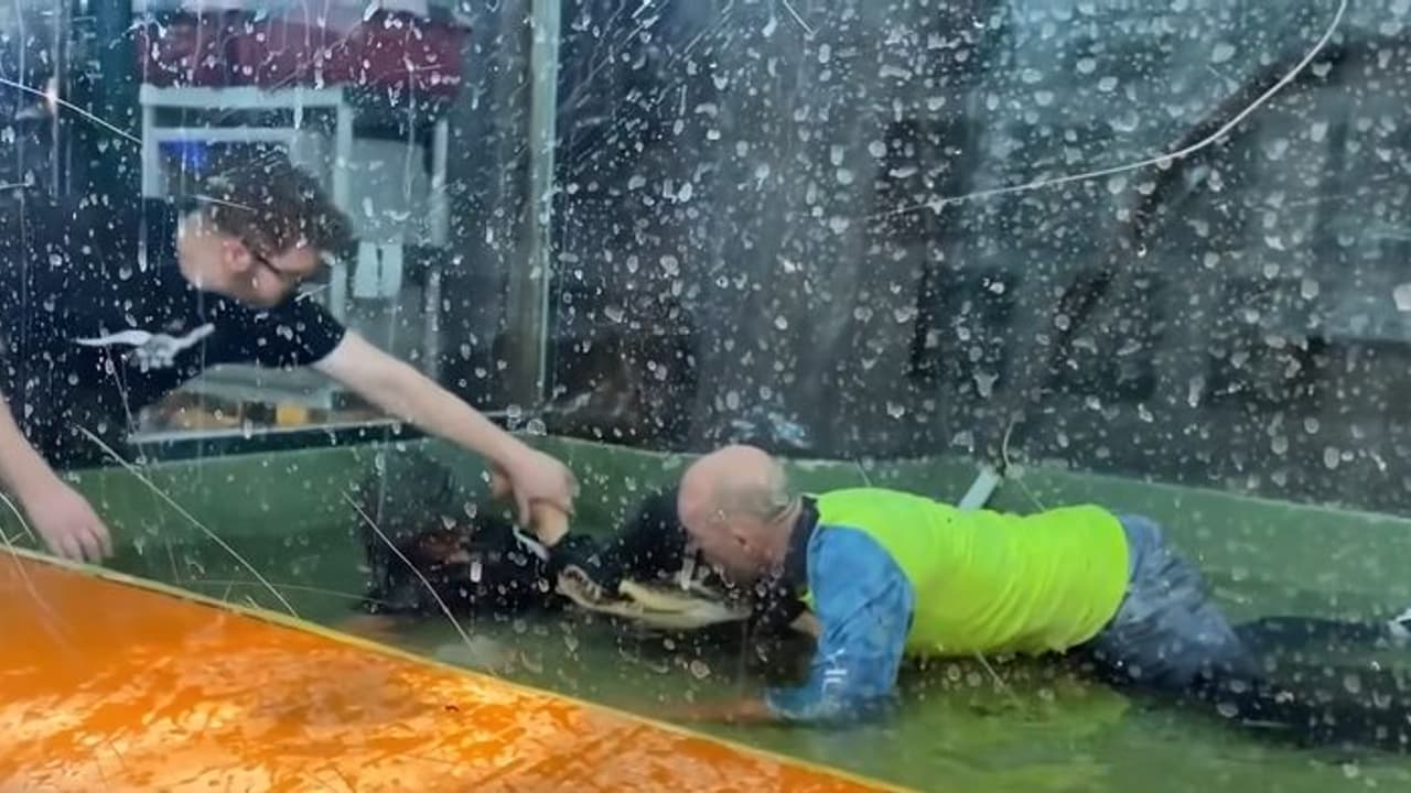 ഇതാണ് ധീരത, മുതലയുടെ കൂട്ടിലേക്ക് ചാടിയിറങ്ങി സ്ത്രീയുടെ ജീവന്‍ രക്ഷിച്ച യുവാവ്, വീഡിയോ!