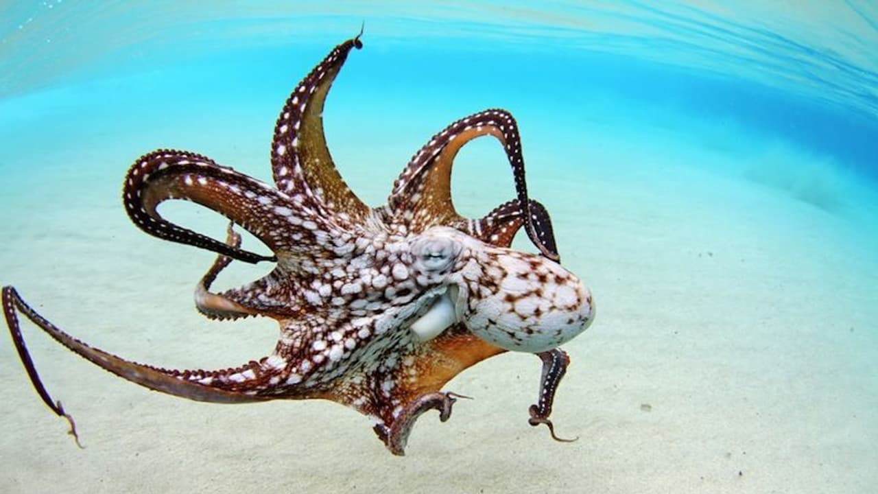 ഇണചേരാന് ശല്യം ചെയ്യുന്ന ആണുങ്ങളെ എറിഞ്ഞോടിക്കുന്നു, ഈ പെണ്മൃഗം! ഇണചേരാന് ശല്യം ചെയ്യുന്ന ആണുങ്ങളെ എറിഞ്ഞോടിക്കുന്നു, ഈ പെണ്മൃഗം!