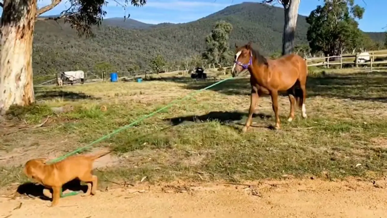 Dog takes horse for a walk in picturesque place; leaves netizens delighted