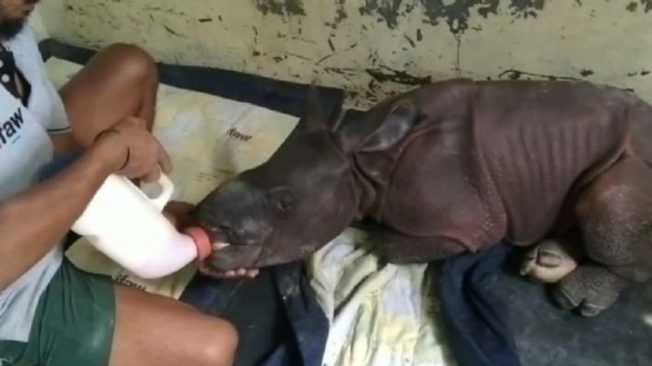 হু হু করে বাড়ছে বন্যার জল, মাকে হারিয়ে মরতে বসা ১০দিনের গন্ডার শাবক উদ্ধার