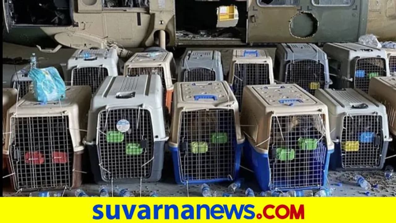 ಸೇವಾ ಶ್ವಾನಗಳ ಬಿಟ್ಟುಹೋದ ಅಮೆರಿಕ: ಭಾರೀ ಟೀಕೆ! ಸೇವಾ ಶ್ವಾನಗಳ ಬಿಟ್ಟುಹೋದ ಅಮೆರಿಕ: ಭಾರೀ ಟೀಕೆ!