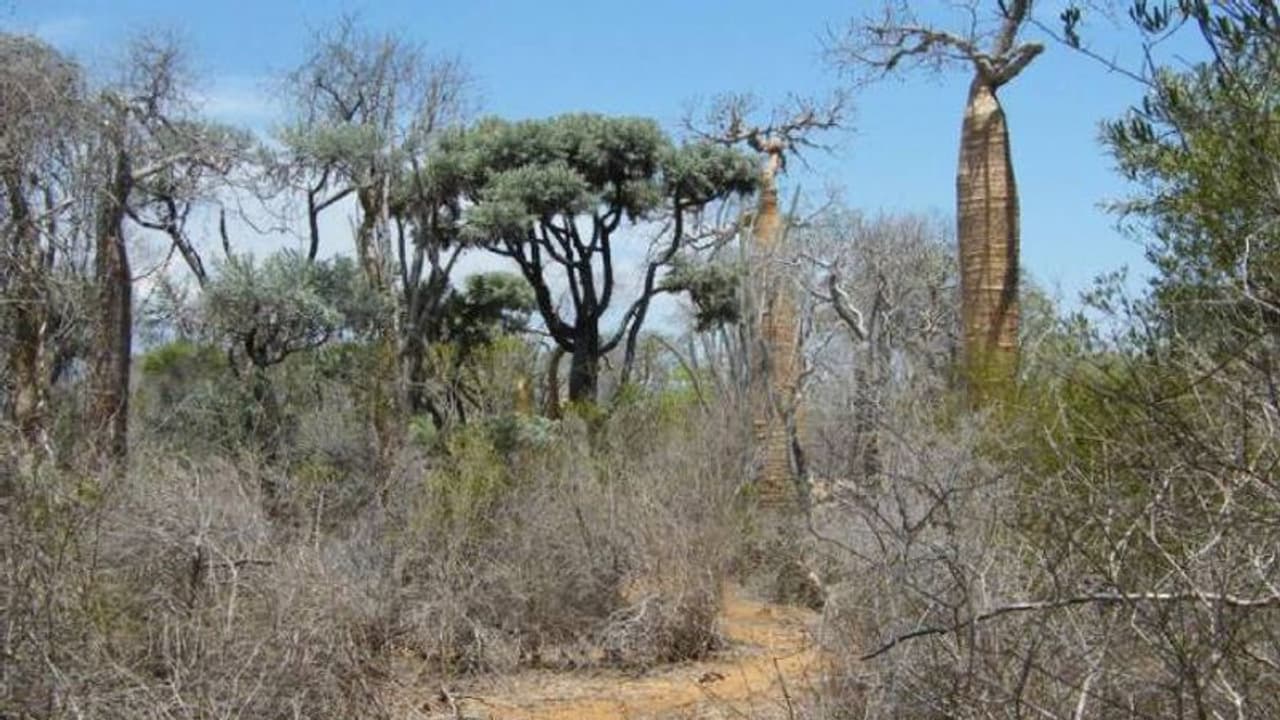 വനത്തിൽ മൂന്നിൽ ഒരു വൃക്ഷവും വംശനാശ ഭീഷണിയിൽ, ഞെട്ടിപ്പിക്കുന്ന വെളിപ്പെടുത്തൽ, കാരണമെന്ത്? വനത്തിൽ മൂന്നിൽ ഒരു വൃക്ഷവും വംശനാശ ഭീഷണിയിൽ, ഞെട്ടിപ്പിക്കുന്ന വെളിപ്പെടുത്തൽ, കാരണമെന്ത്?
