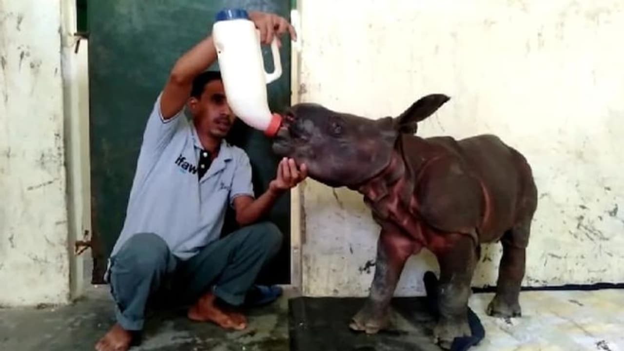 10 दिन के इस जानवर की तस्वीर सोशल मीडिया पर हुई वायरल, लोगों ने पूछा आखिर कौन है ये? 10 दिन के इस जानवर की तस्वीर सोशल मीडिया पर हुई वायरल, लोगों ने पूछा आखिर कौन है ये?