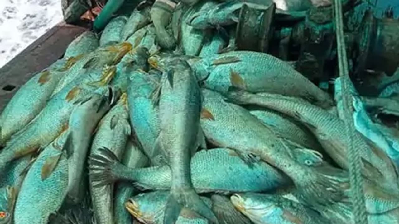 Viral News মাছের দাম ১কোটি ৩৩ লক্ষ টাকা, ভাগ্য ফিরে গেল আট মৎস্যজীবীর