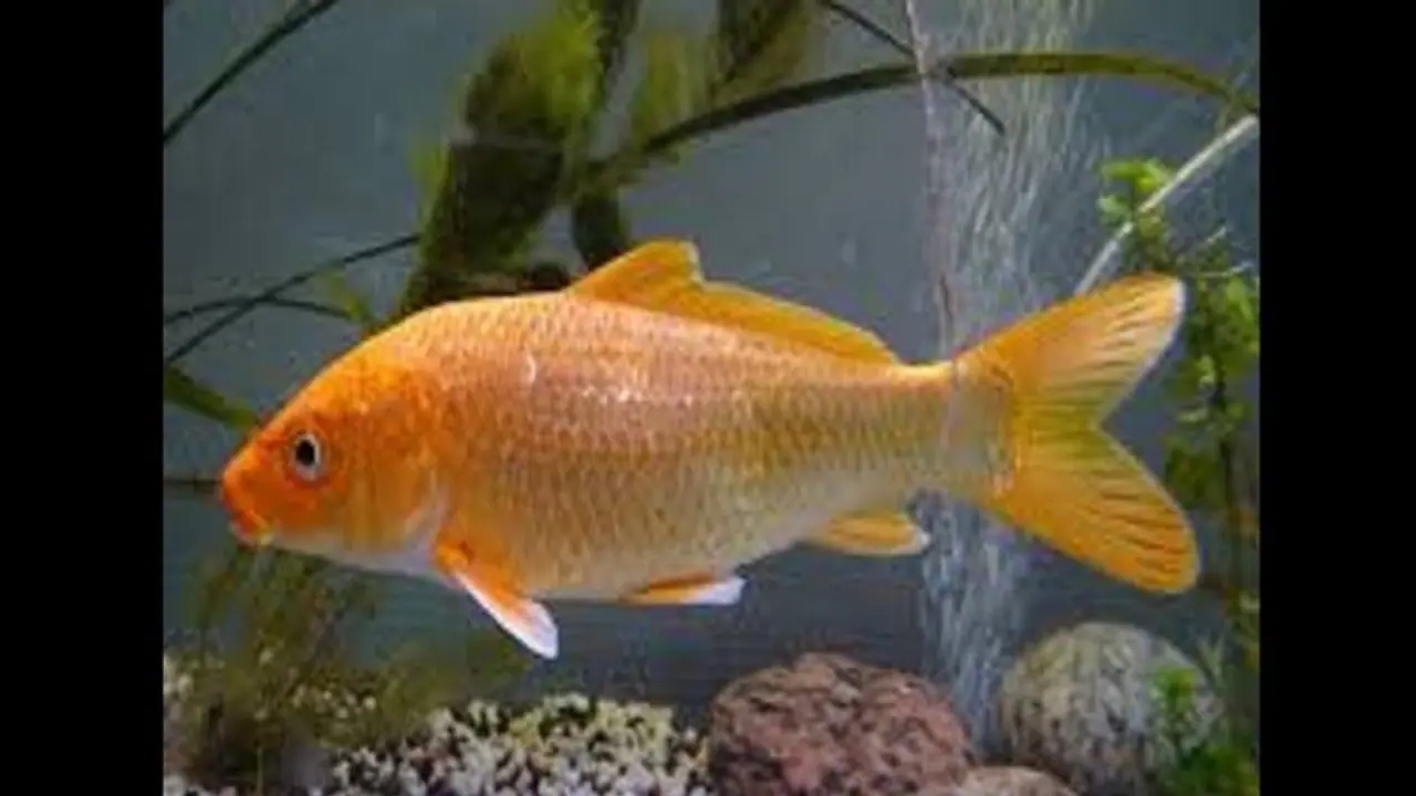 বাস্তুদোষ দূর করতে ঘরে রাখুন আরোয়ানা মাছের ছবি, জেনে নিন কোথায় রাখবেন এটি