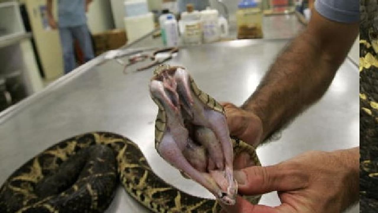 ಹಾವಿನ ವಿಷದಿಂದ ಕೊರೋನಾಗೆ ಬ್ರೇಕ್‌: ಶೇ.75ರಷ್ಟು ಹರಡುವಿಕೆ ತಡೆಯುತ್ತದೆ!