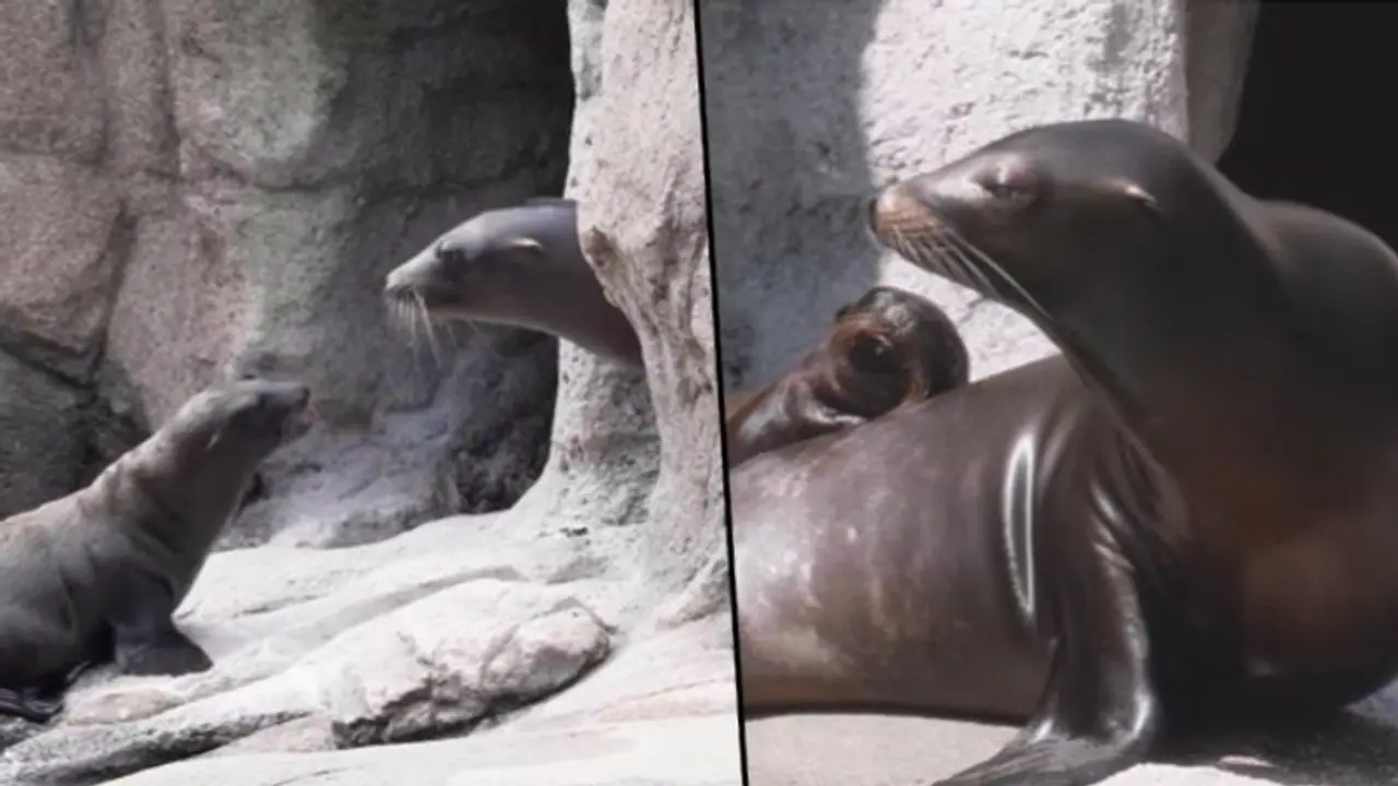 Watch baby sea lion plays and interacts with friends; viral video Watch baby sea lion plays and interacts with friends; viral video