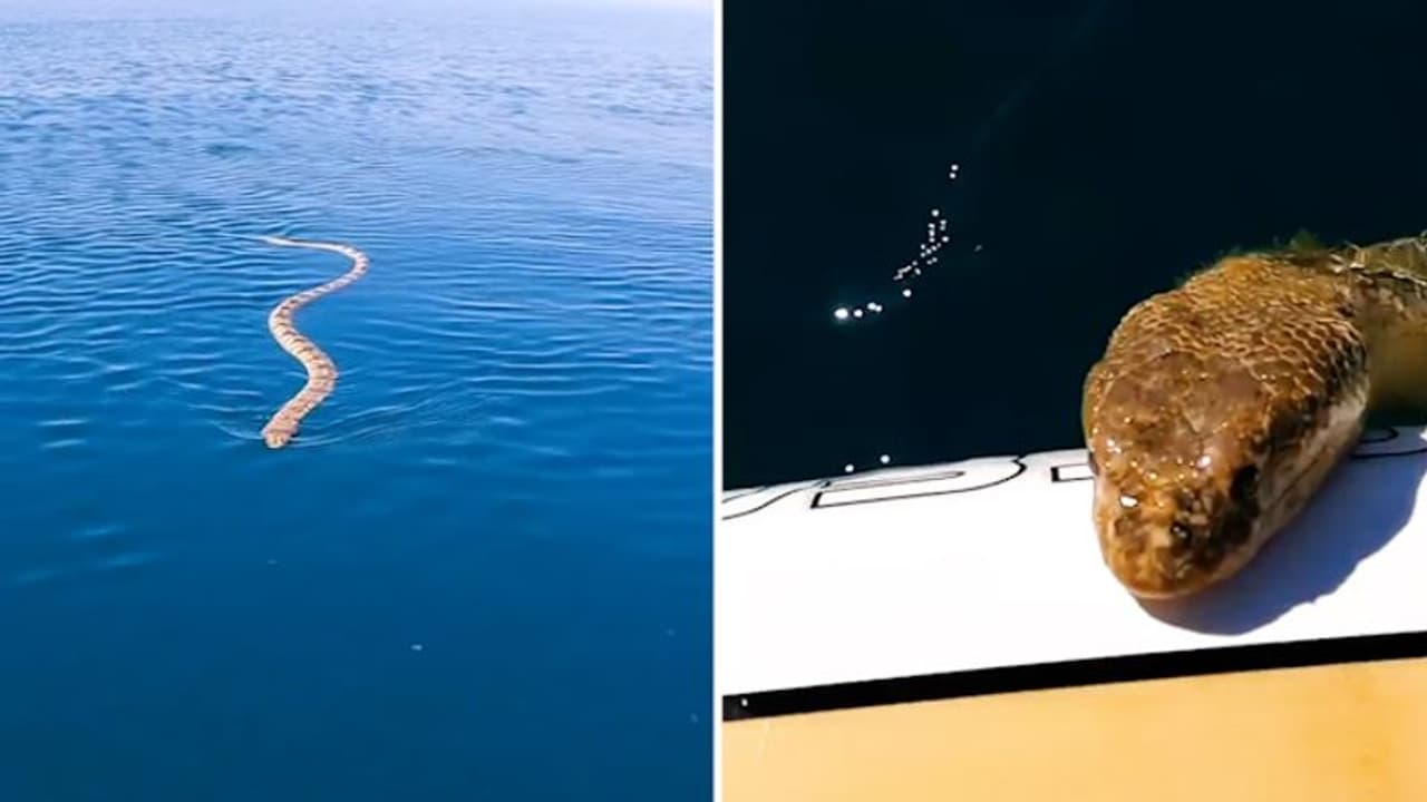 Man encounters sea snake while paddleboarding in ocean; watch clip