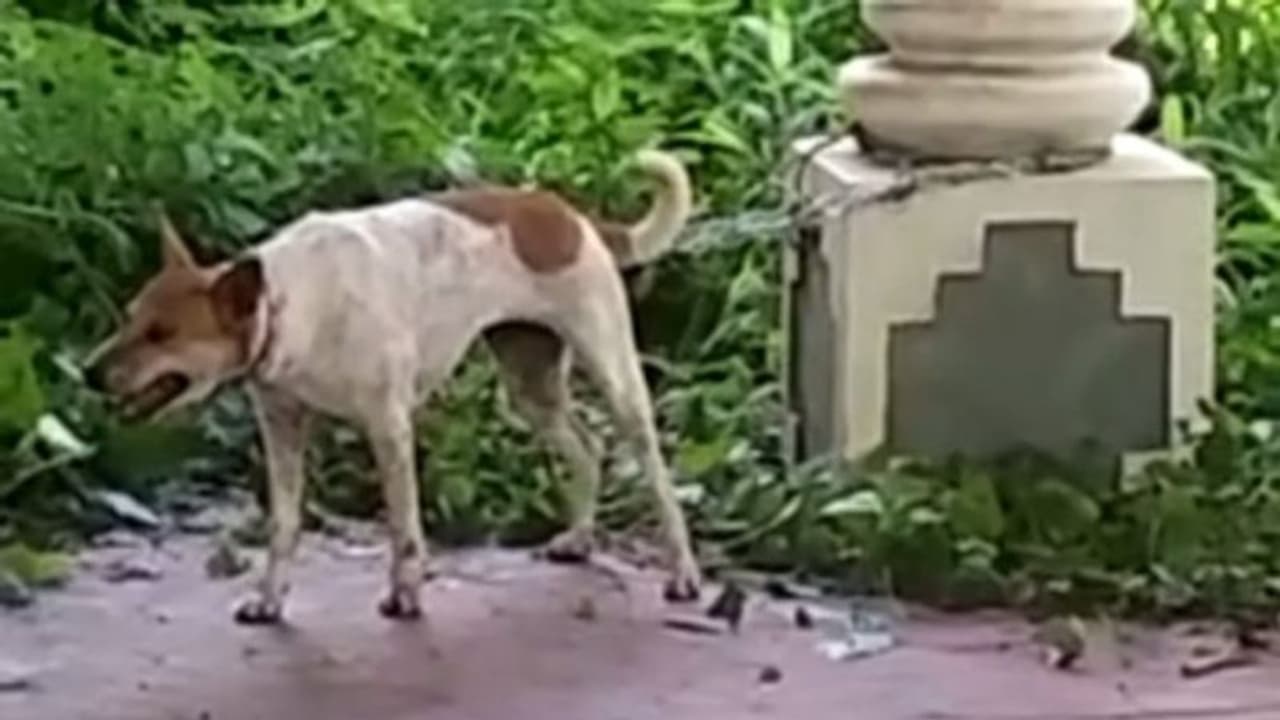 ആറുപേരെ കടിച്ച പേപ്പട്ടിയെ പിടികൂടി നിരീക്ഷണത്തിലാക്കി; സംഭവം ചെങ്ങന്നൂരിൽ ആറുപേരെ കടിച്ച പേപ്പട്ടിയെ പിടികൂടി നിരീക്ഷണത്തിലാക്കി; സംഭവം ചെങ്ങന്നൂരിൽ