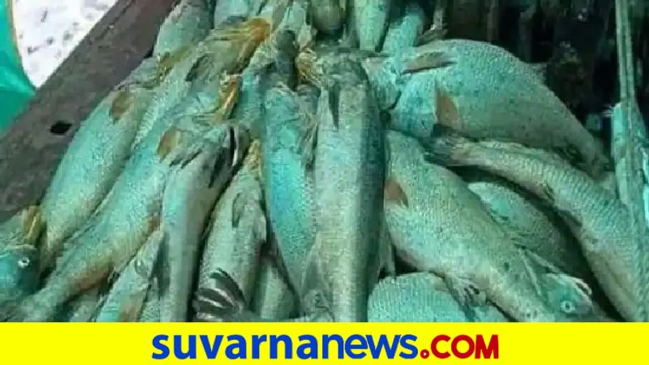 ಮೀನುಗಾರರ ಬಲೆಗೆ ಚಿನ್ನದ ಮೀನು: 157 ಮೀನು ಮಾರಿ 1.33 ಕೋಟಿ ಗಳಿಸಿದ!