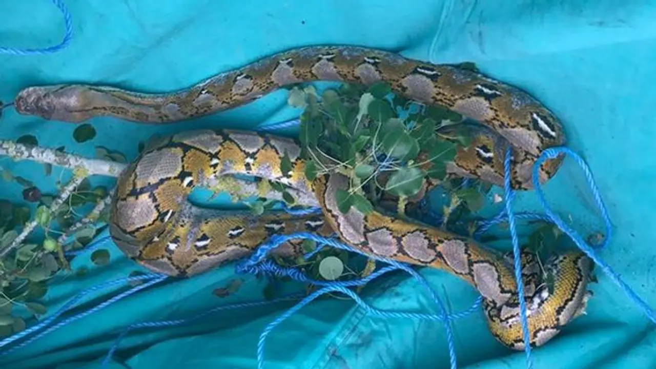 दो अजगरों में ऐसा क्या दिखा कि मचा हड़कंप, एक्सपर्ट्स ने कहा गलती से भी इधर मत आना, बहुत बड़ा खतरा है