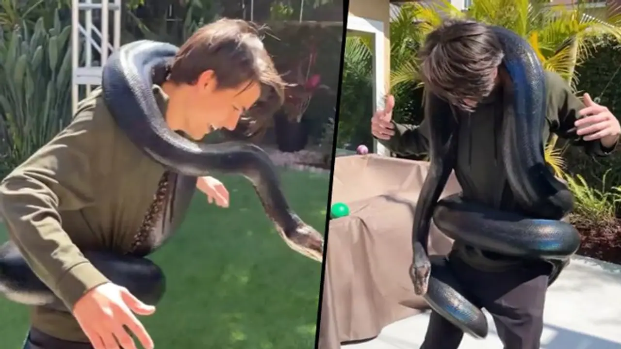 Viral video: Man walks with giant colourful snake rolled around him Viral video: Man walks with giant colourful snake rolled around him