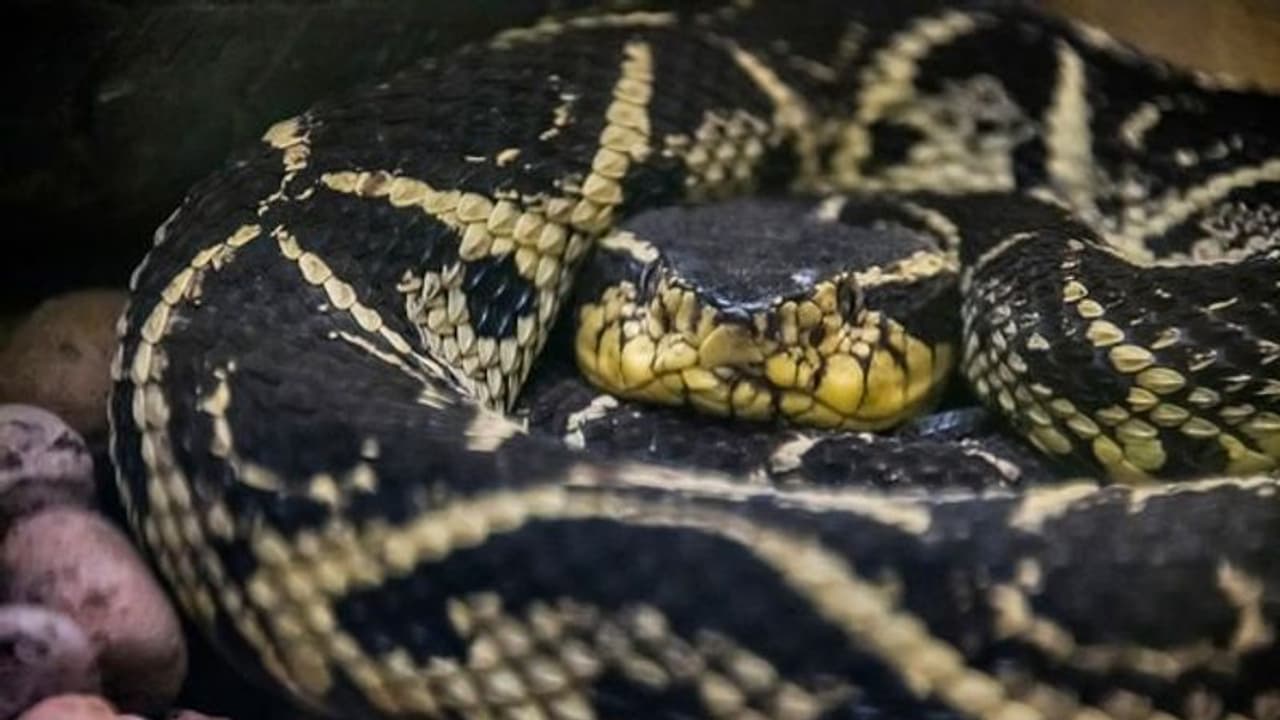 அடி தூள்.. ஜரரக்குசு பாம்பின் விஷத்தில் இருந்து கொரோனாவுக்கு மருந்து.. பிரேசில் விஞ்ஞானிகள் அதிரடி.. அடி தூள்.. ஜரரக்குசு பாம்பின் விஷத்தில் இருந்து கொரோனாவுக்கு மருந்து.. பிரேசில் விஞ்ஞானிகள் அதிரடி..