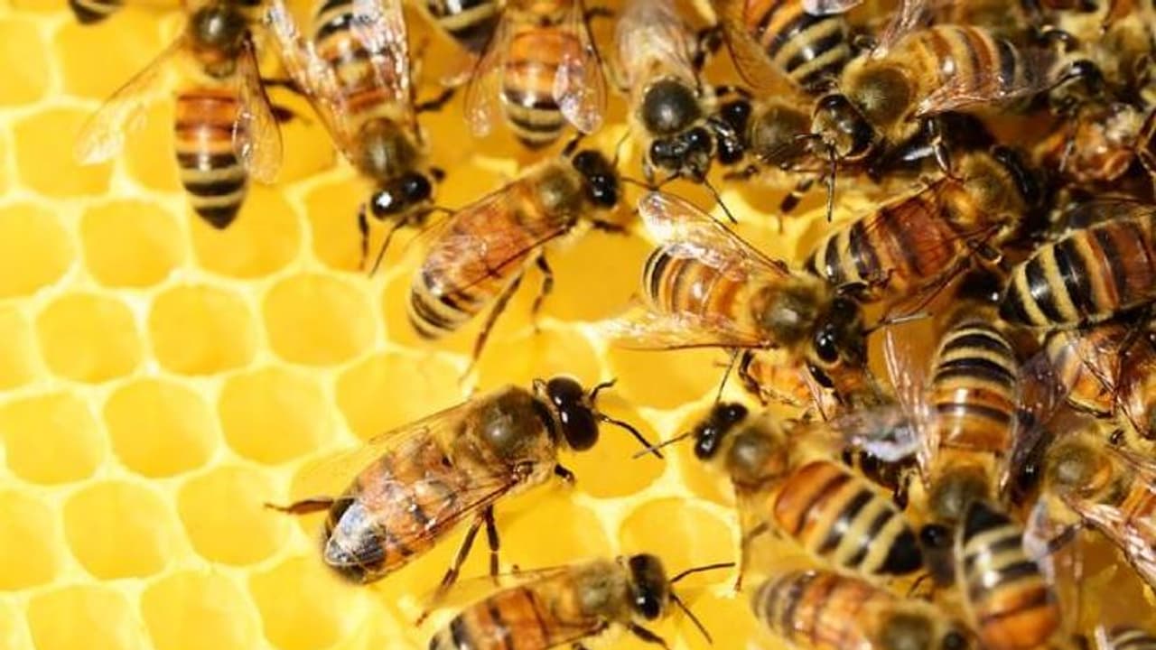 തേനീച്ചകളും ഇല്ലാതെയാവുന്നു, മനുഷ്യന്റെ നിലനിൽപ്പ് തന്നെ ഭീഷണിയിലാണോ?