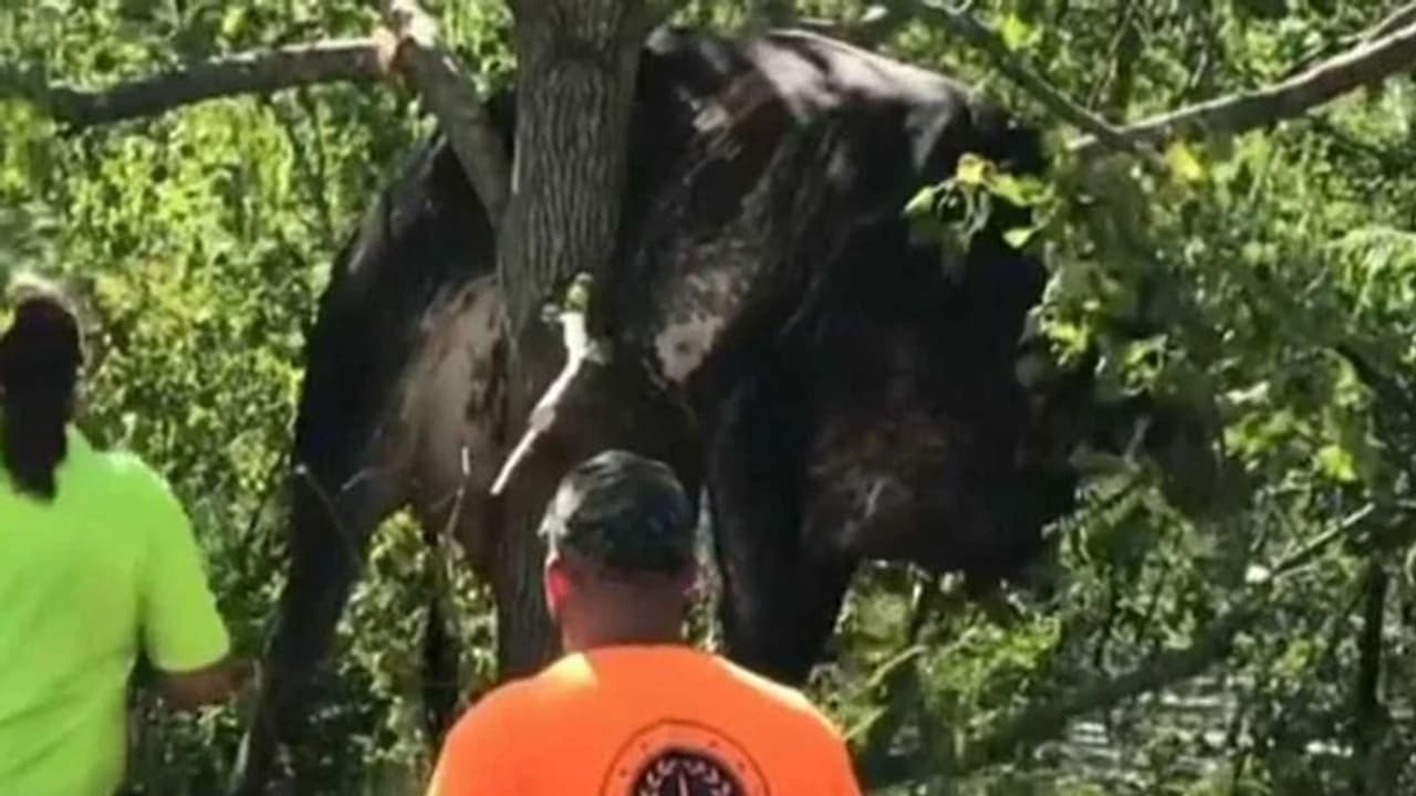 ఇడా తుఫాను: వరదల దాటికి చెట్టుపై చిక్కుకున్న ఆవు.. రక్షించేందుకు రెస్క్యూ టీమ్, వీడియో వైరల్ ఇడా తుఫాను: వరదల దాటికి చెట్టుపై చిక్కుకున్న ఆవు.. రక్షించేందుకు రెస్క్యూ టీమ్, వీడియో వైరల్