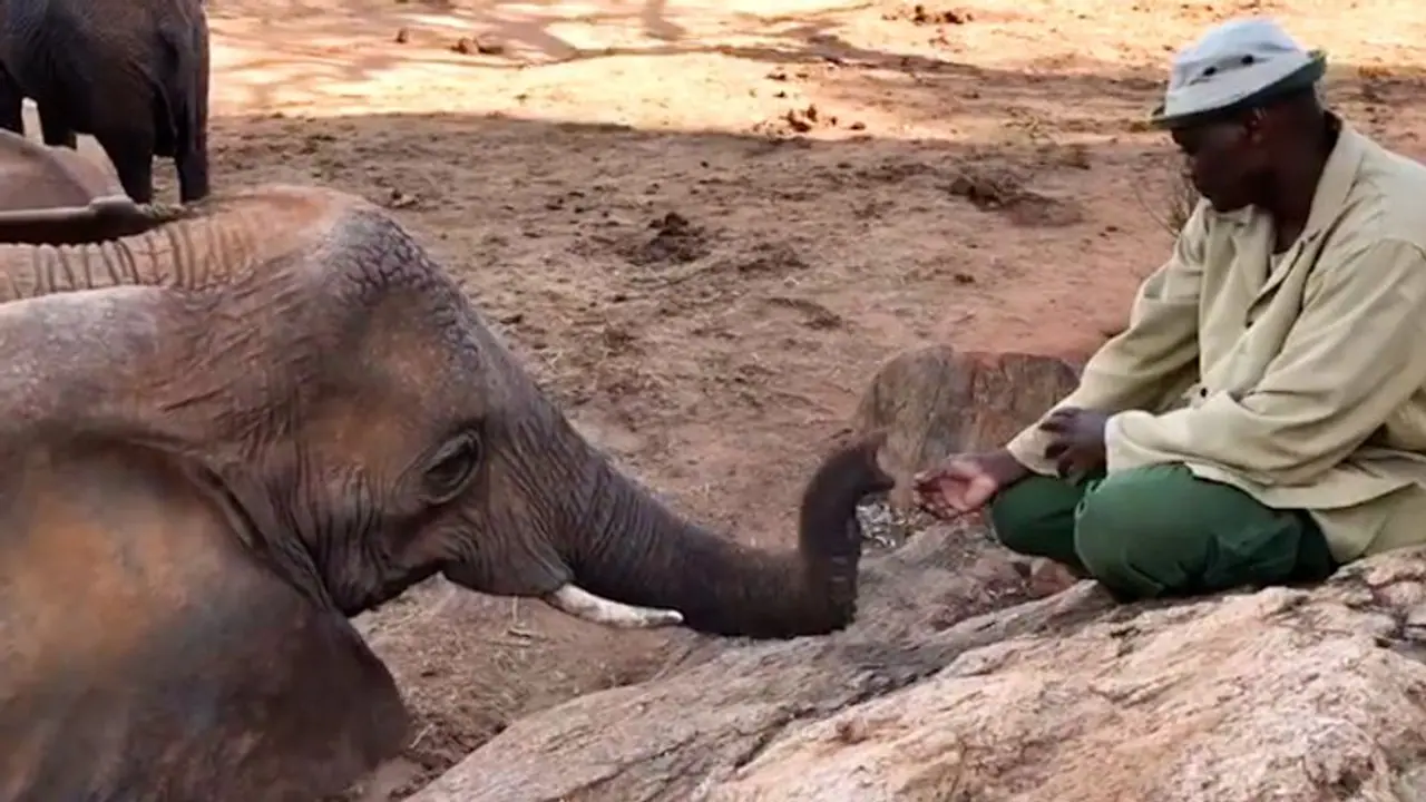 Elephant returns to meet keeper after releasing into wild, video goes viral