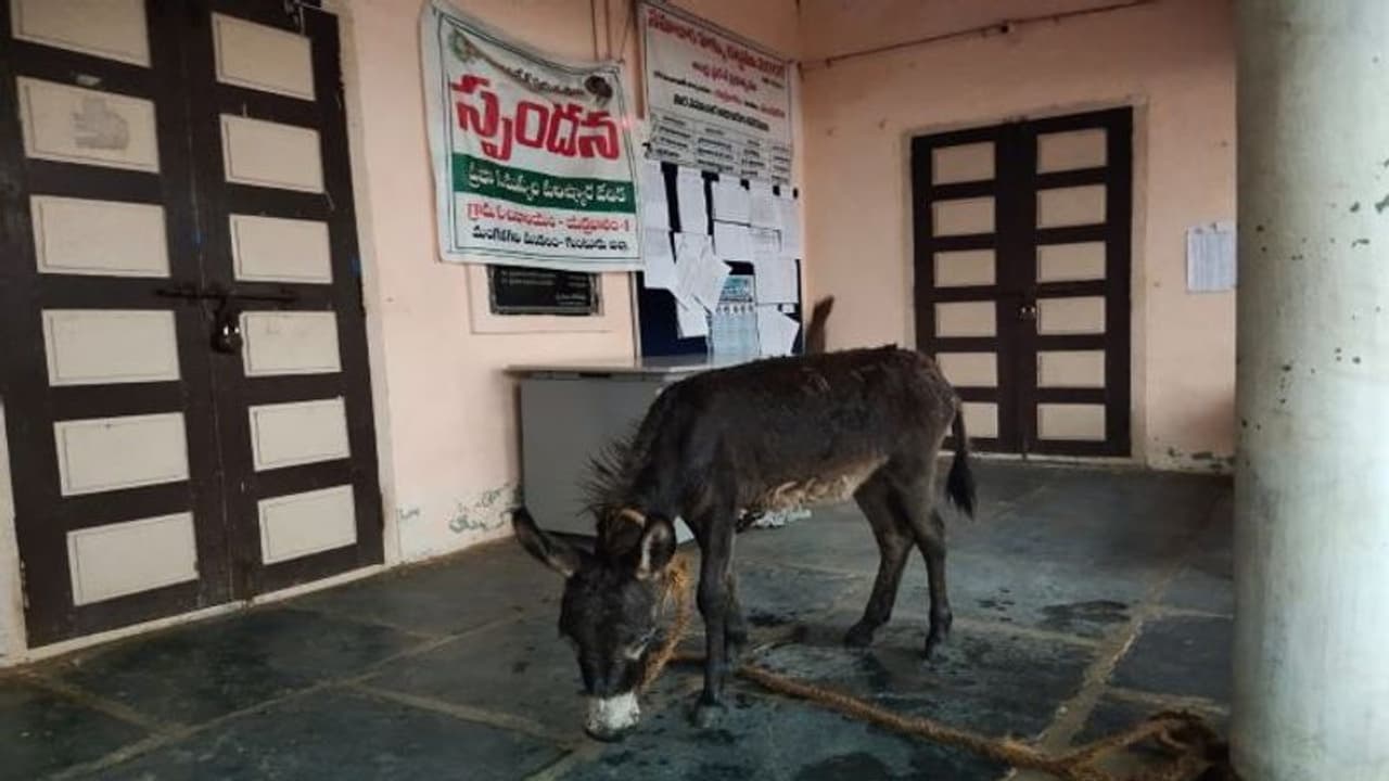 తాడేపల్లి: ప్రభుత్వ కార్యాలయంలో గాడిదను కట్టేసి... స.హ కార్యకర్త వినూత్న నిరసన తాడేపల్లి: ప్రభుత్వ కార్యాలయంలో గాడిదను కట్టేసి... స.హ కార్యకర్త వినూత్న నిరసన