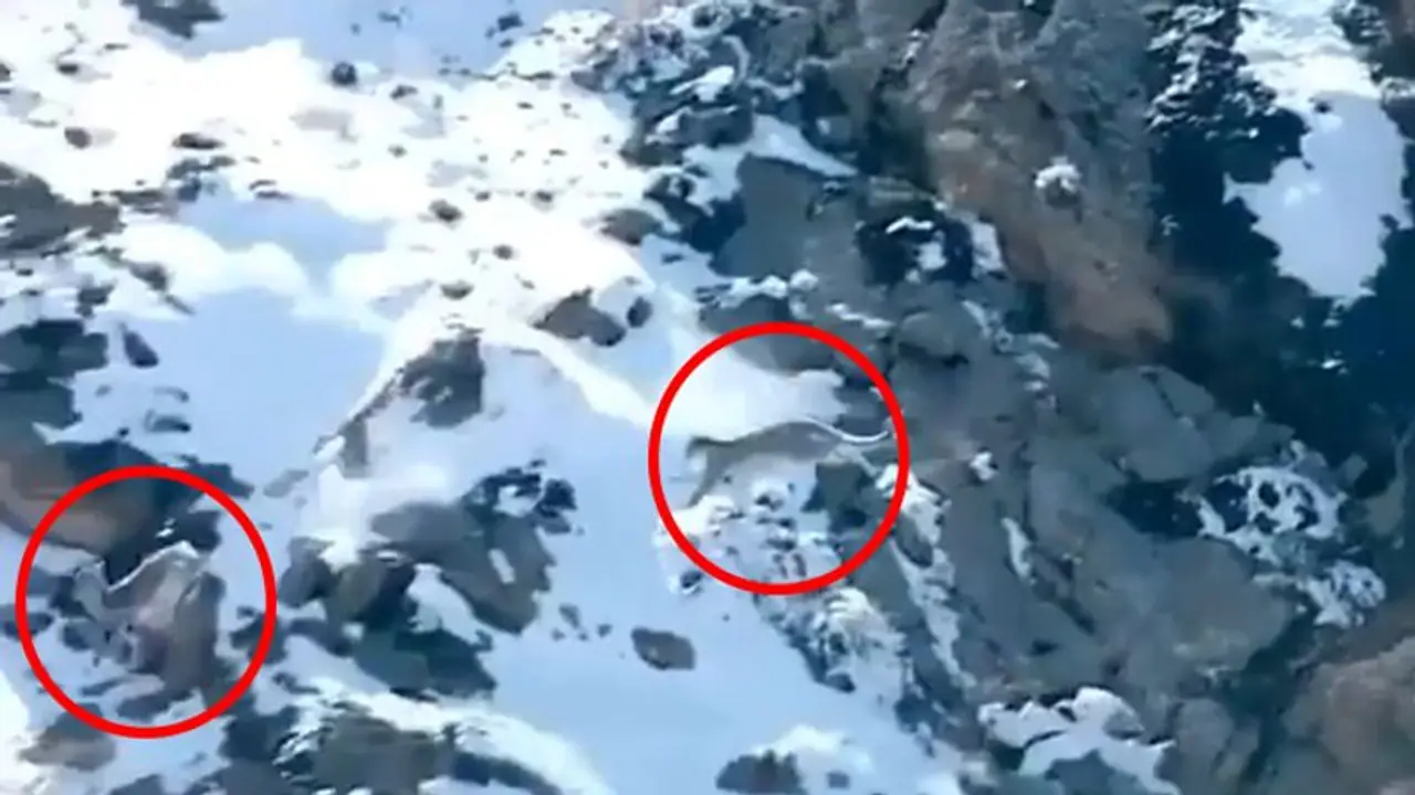 Snow Leopard falls from the cliff; spine chilling video goes viral Snow Leopard falls from the cliff; spine chilling video goes viral