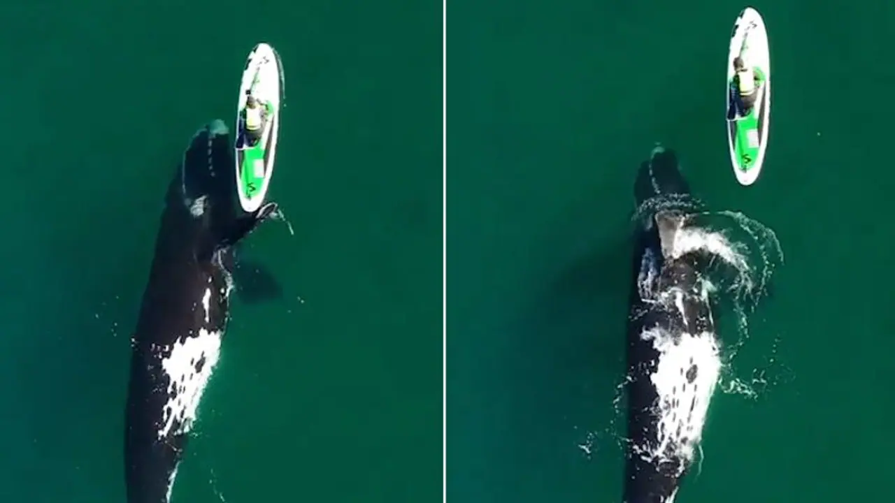 Woman's breathtaking encounter with huge whale while kayaking will leave you stunned; Watch video