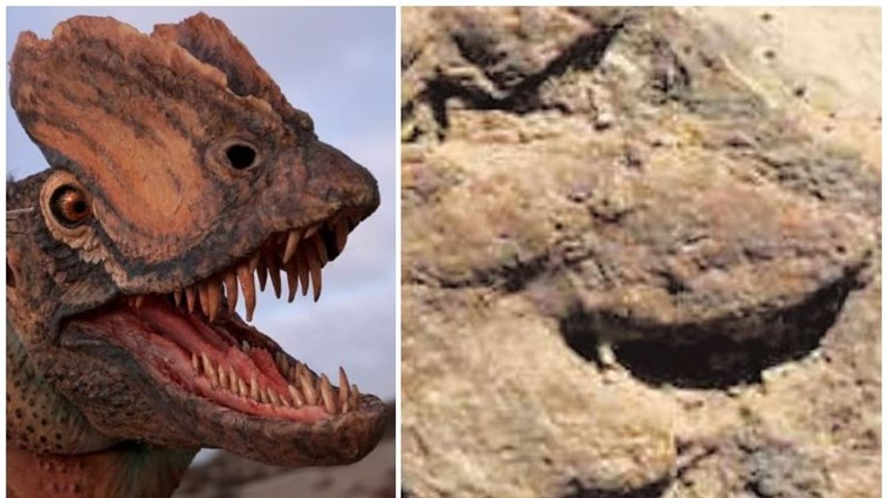 ഥാർ മരുഭൂമിയിൽ മൂന്നു ദിനോസറുകളുടെ കാലടിപ്പാടുകൾ കണ്ടെത്തി ഥാർ മരുഭൂമിയിൽ മൂന്നു ദിനോസറുകളുടെ കാലടിപ്പാടുകൾ കണ്ടെത്തി