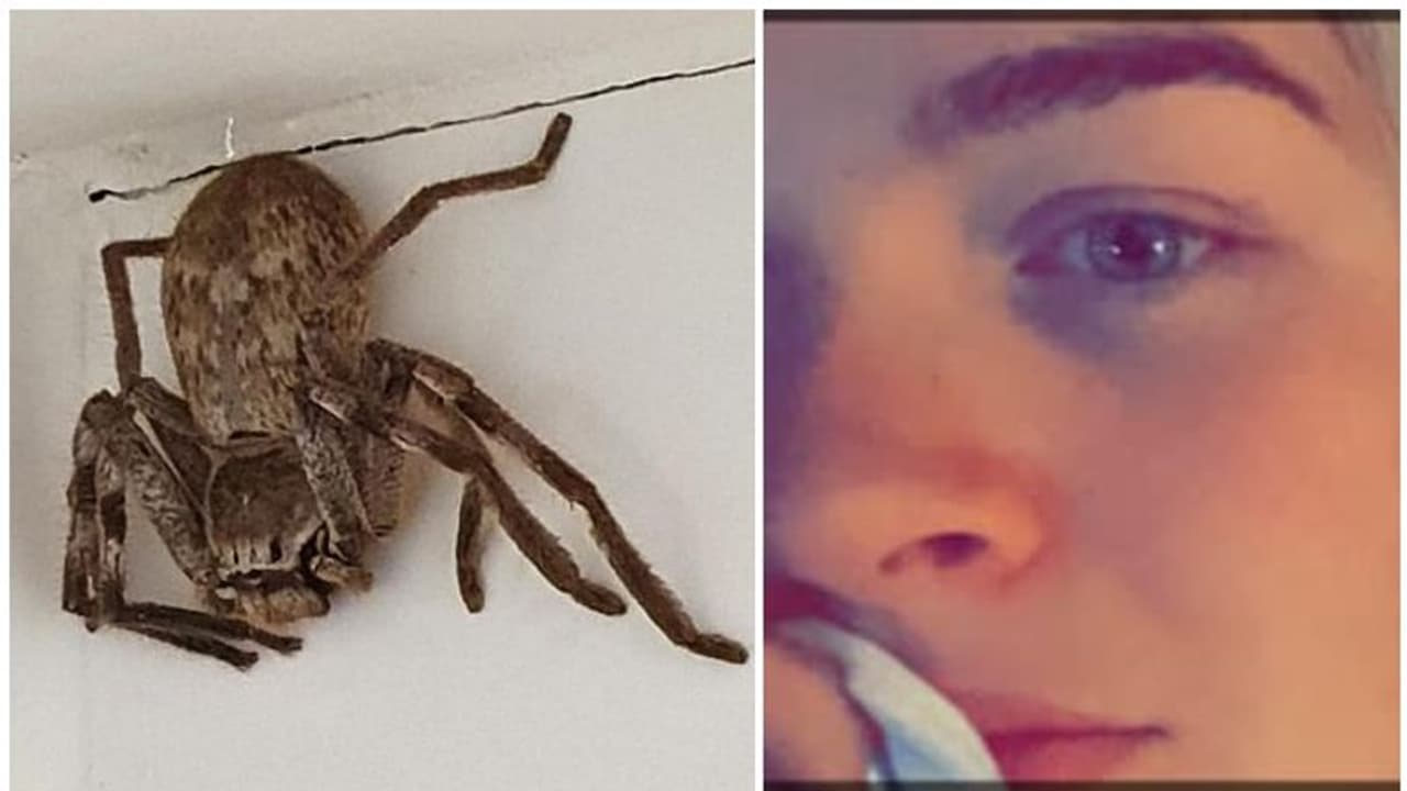 ഭീമൻ എട്ടുകാലിയെ കണ്ട് അലറിക്കരഞ്ഞ് യുവതി, പൊലീസിനെ വിളിച്ച് അയൽക്കാർ ഭീമൻ എട്ടുകാലിയെ കണ്ട് അലറിക്കരഞ്ഞ് യുവതി, പൊലീസിനെ വിളിച്ച് അയൽക്കാർ