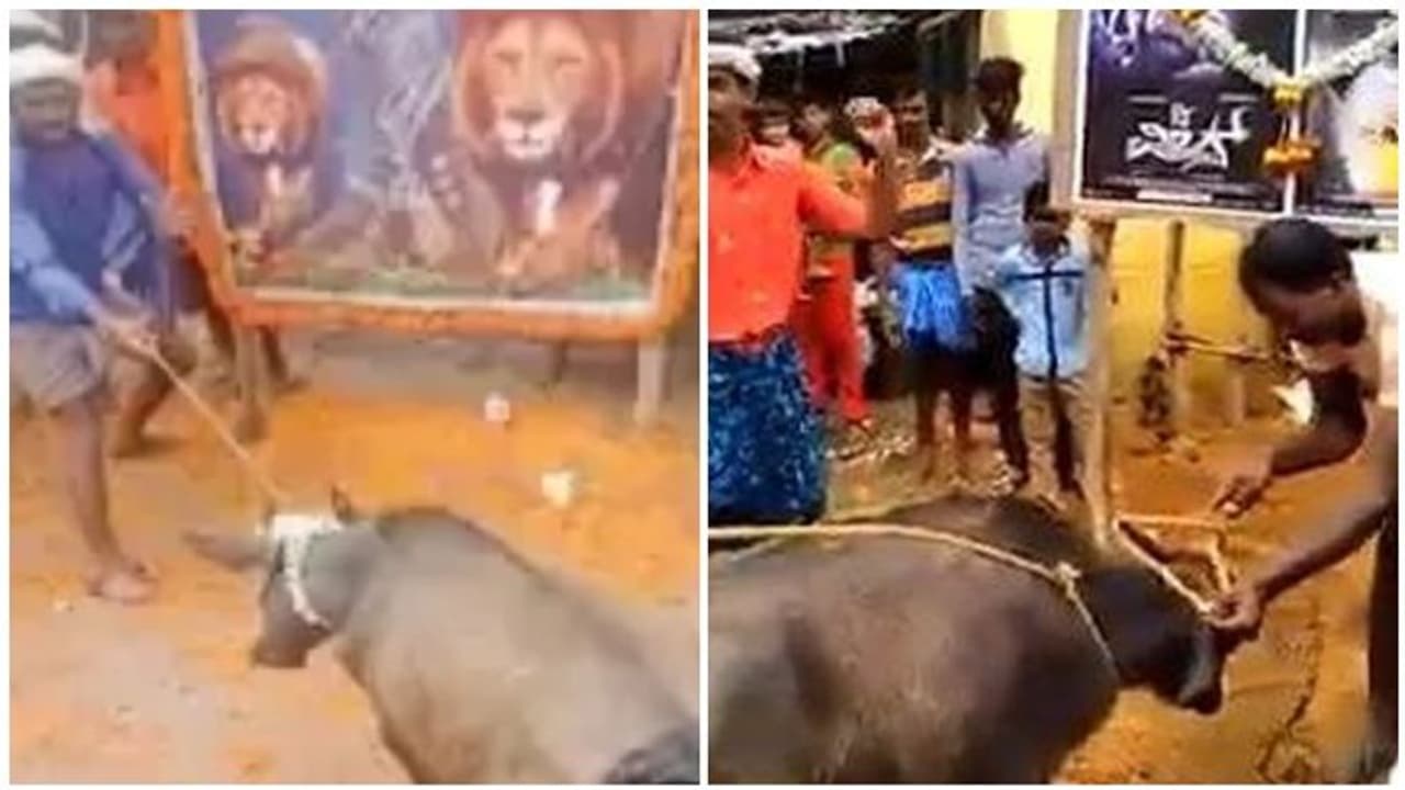 பிரபல நடிகரின் பிறந்தநாளில் எருமை மாட்டை பலி கொடுத்து ரசிகர்கள் செய்த அதிர்ச்சி செயல்!! போலீசார் விசாரணை!!