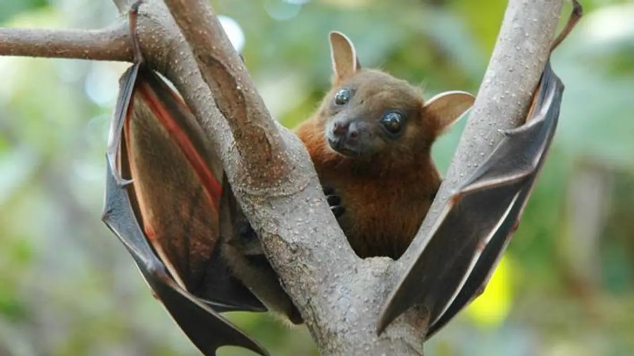 Kerala: Nipah virus claims life of 12-year-old boy in Kozhikode; Centre rushes expert team