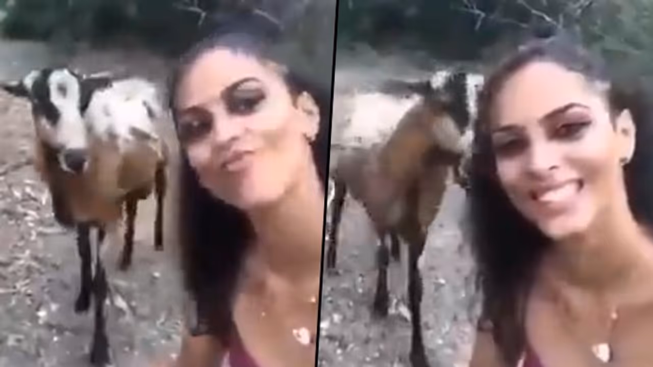 Woman attempts to take selfie with goat; find out what happens next Woman attempts to take selfie with goat; find out what happens next