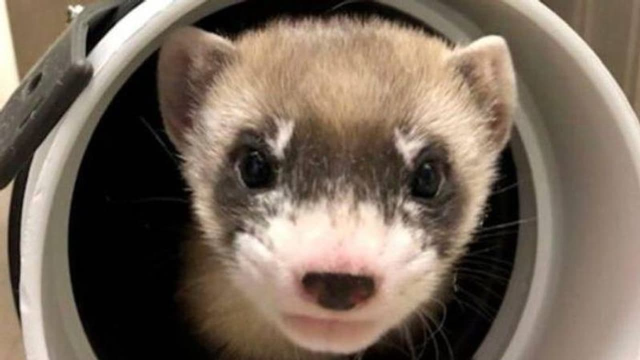 30 വർഷങ്ങൾക്ക് മുമ്പ് മരിച്ച ജീവിയുടെ കോശത്തിൽ നിന്നും പുതിയൊരു കുഞ്ഞ്, എലിസബത്ത് ആൻ എന്ന വെള്ളക്കീരി 30 വർഷങ്ങൾക്ക് മുമ്പ് മരിച്ച ജീവിയുടെ കോശത്തിൽ നിന്നും പുതിയൊരു കുഞ്ഞ്, എലിസബത്ത് ആൻ എന്ന വെള്ളക്കീരി