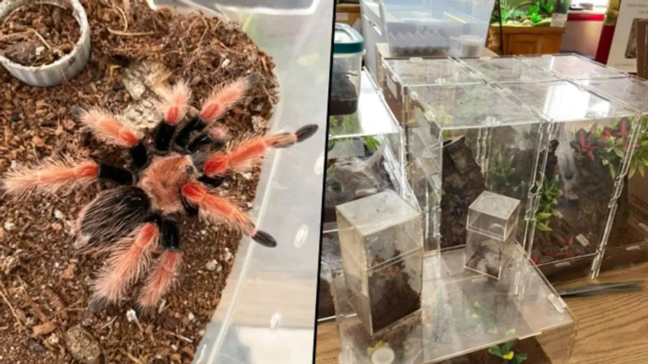 SHOCKING: Landlord finds 19 illegal tarantulas and giant python left behind by tenant