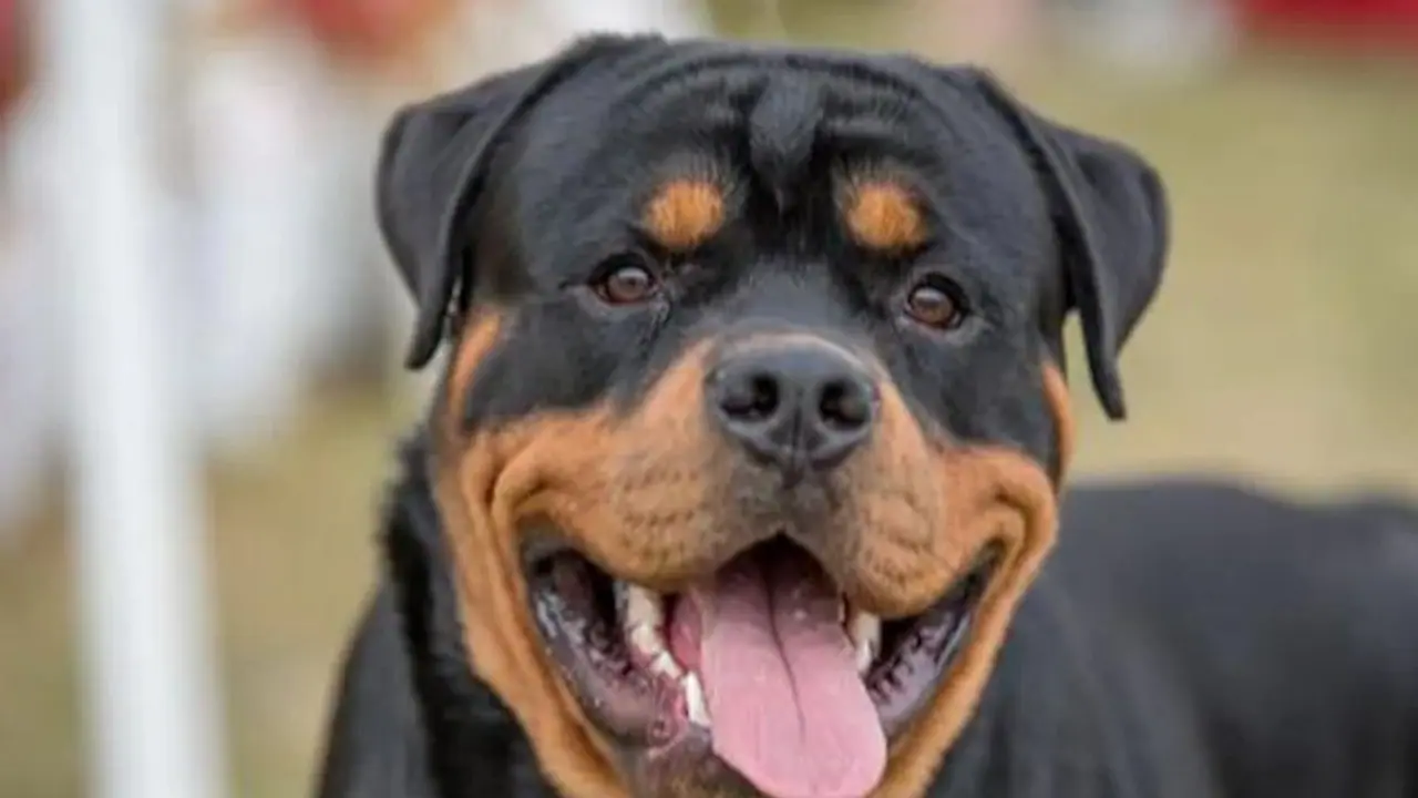 महिला ने अपने घर में कुत्ते के साथ ऐसा क्या किया, अब कोर्ट के लगाने पड़ रहे हैं चक्कर, मिल सकती है कड़ी सजा महिला ने अपने घर में कुत्ते के साथ ऐसा क्या किया, अब कोर्ट के लगाने पड़ रहे हैं चक्कर, मिल सकती है कड़ी सजा