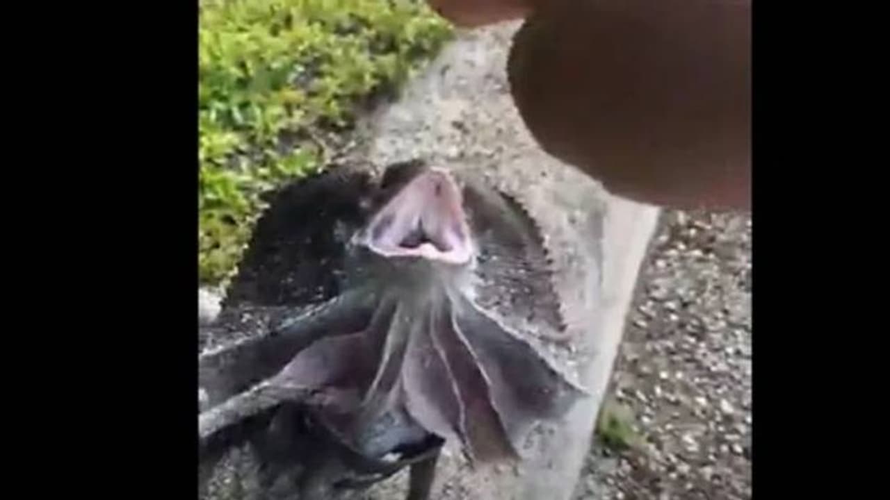 കയറിൽ പിടിച്ച് പല്ലിയെ നടത്താൻ കൊണ്ടുപോകുന്ന വീഡിയോ, ഇതെങ്ങനെ സാധിച്ചുവെന്ന് സോഷ്യൽ മീഡിയ‌