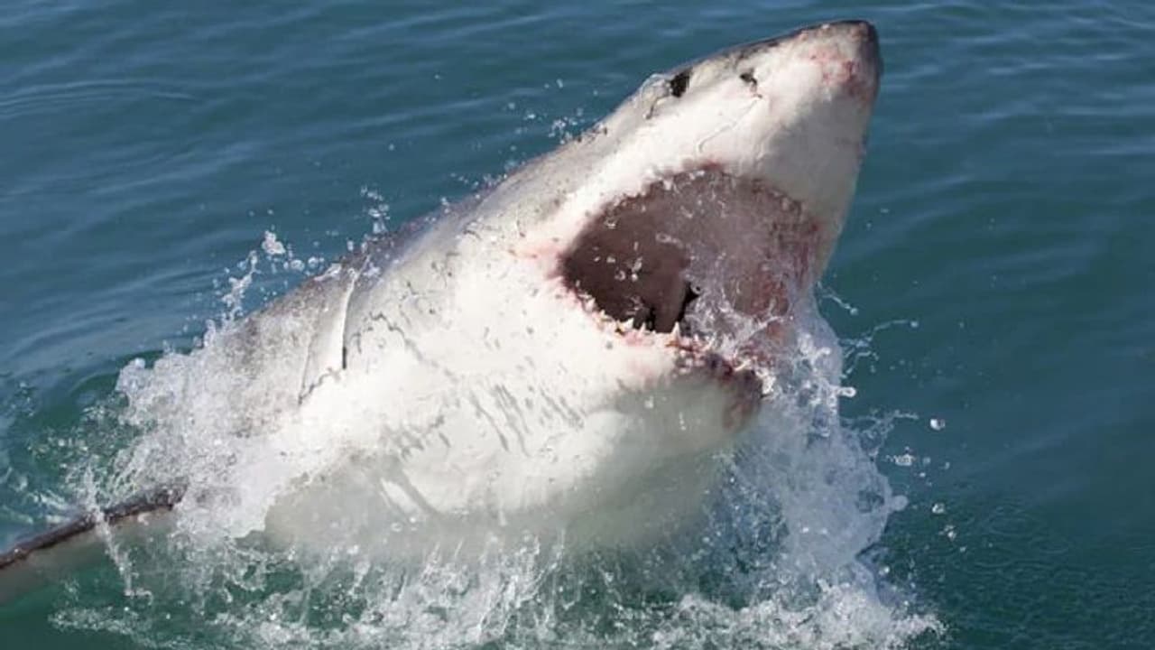 കടലില് നീന്തുന്നതിനിടെ യുവാവ് സ്രാവിന്റെ ആക്രമണത്തില് കൊല്ലപ്പെട്ടു കടലില് നീന്തുന്നതിനിടെ യുവാവ് സ്രാവിന്റെ ആക്രമണത്തില് കൊല്ലപ്പെട്ടു