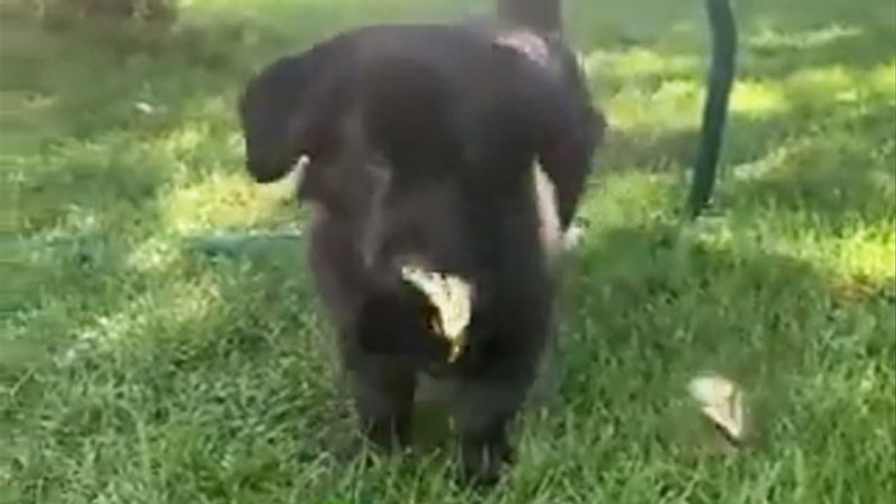 Cuteness alert: Dog plays with butterflies; viral video amazed netizens Cuteness alert: Dog plays with butterflies; viral video amazed netizens