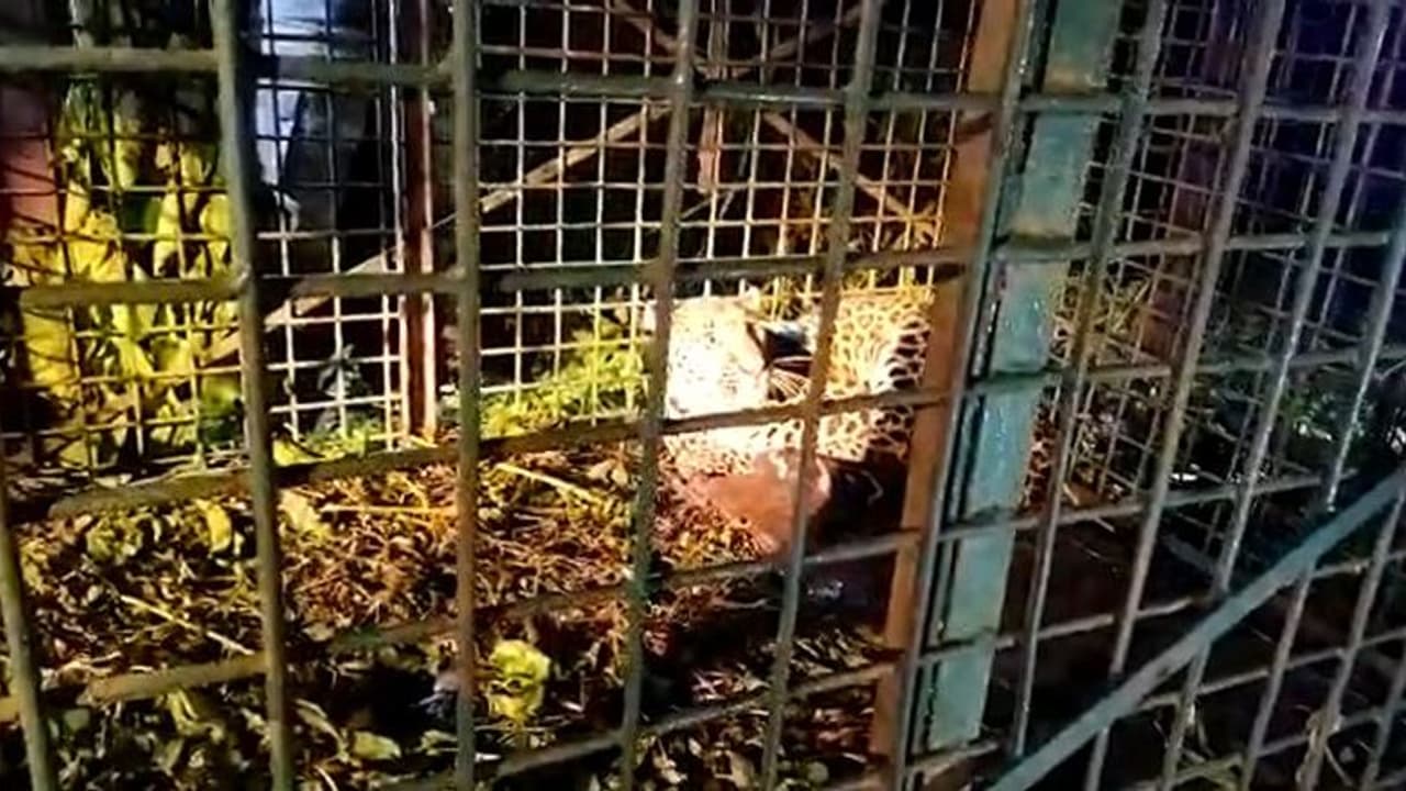 ছাগলের টোপেই খাঁচাবন্দি চিতাবাঘ, স্বস্তি ফিরল গেন্দ্রাপাড়া চা বাগানে