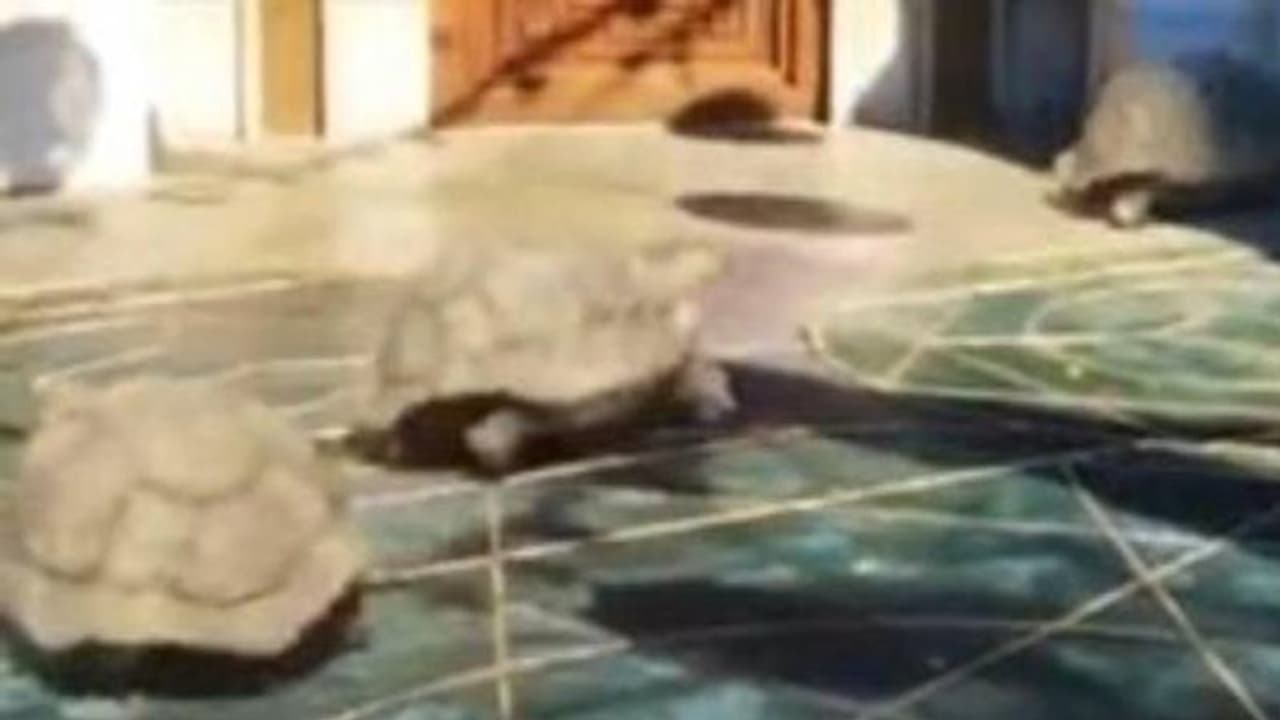 ഓടടാ ഓട്ടം, വേഗത്തിൽ വട്ടത്തിലോടുന്ന ആമകൾ, വീഡിയോ കണ്ട് കൺഫ്യൂഷനിലായി ആളുകൾ ഓടടാ ഓട്ടം, വേഗത്തിൽ വട്ടത്തിലോടുന്ന ആമകൾ, വീഡിയോ കണ്ട് കൺഫ്യൂഷനിലായി ആളുകൾ