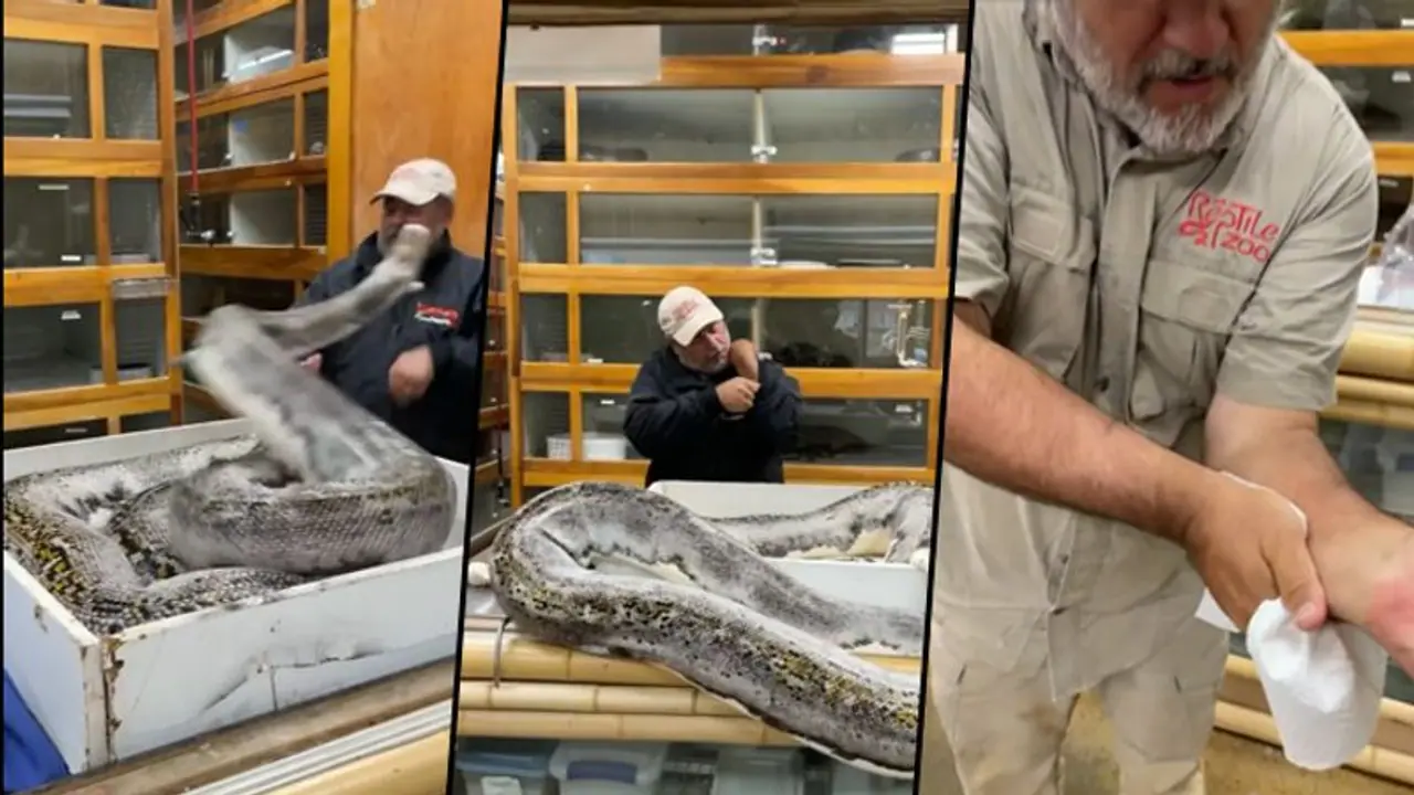 20 feet long python attacks zookeeper; terrifying video goes viral 20 feet long python attacks zookeeper; terrifying video goes viral