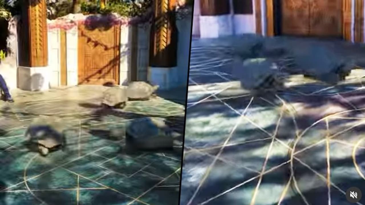 Tortoise running in the yard surprises netizens; watch video